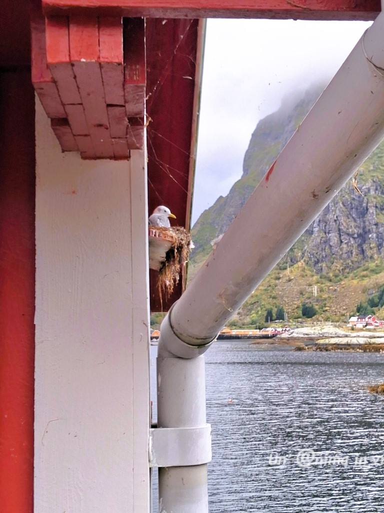 langbua sorvagen lofoten